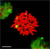Immunocytochemistry/Immunofluorescence analysis using Rat Anti-HSF1 Monoclonal Antibody, Clone 10H8 (STMA00012). Tissue: Heat Shocked mitotic HeLa cells. Species: Human. Primary Antibody: Rat Anti-HSF1 Monoclonal Antibody (STMA00012) at 1:1000. HSF1 stained green. Courtesy of: Morimoto Lab, Northwestern University, USA.
