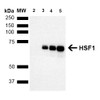 Western Blot analysis of Human Breast adenocarcinoma cell line (MCF7) showing detection of ~65 kDa HSF1 protein using Rat Anti-HSF1 Monoclonal Antibody, Clone 10H8 (STMA00012). Lane 1: MW ladder. Lane 2: HSF1 null lysate prepared from mouse embryonic fibroblasts. Lane 3: MCF7 lysate (5 µg). Lane 4: MCF7 lysate (10 µg). Lane 5: MCF7 lysate (20 µg). Block: 1.5% BSA for 30 minutes at RT.
