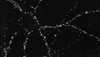 Immunocytochemistry/Immunofluorescence analysis using Mouse Anti-PSD95 Monoclonal Antibody, Clone 6G6 (STMA00013). Tissue: dissociated hippocampal neurons. Species: Rat. Fixation: Cold 4% paraformaldehyde/0.2% glutaraldehyde in 0.1M sodium phosphate buffer. Primary Antibody: Mouse Anti-PSD95 Monoclonal Antibody (STMA00013) at 1:1000 for 12 hours at 4°C. Secondary Antibody: FITC Goat Anti-Mouse IgG (green) at 1:50 for 30 minutes at RT.