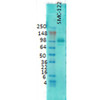 Western Blot analysis of Rat brain membrane lysate showing detection of PSD95 protein using Mouse Anti-PSD95 Monoclonal Antibody, Clone 6G6 (STMA00013). Primary Antibody: Mouse Anti-PSD95 Monoclonal Antibody (STMA00013) at 1:1000.