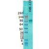 Western Blot analysis of Rat brain membrane lysate showing detection of PSD95 protein using Mouse Anti-PSD95 Monoclonal Antibody, Clone 7E3 (STMA00014). Primary Antibody: Mouse Anti-PSD95 Monoclonal Antibody (STMA00014) at 1:1000.