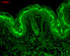 Immunohistochemistry analysis using Mouse Anti-CaMKII Monoclonal Antibody, Clone 6G9 (STMA00015). Tissue: backskin. Species: Mouse. Fixation: Bouin's Fixative and paraffin-embedded. Primary Antibody: Mouse Anti-CaMKII Monoclonal Antibody (STMA00015) at 1:100 for 1 hour at RT. Secondary Antibody: FITC Goat Anti-Mouse (green) at 1:50 for 1 hour at RT. Localization: Hair follicles, epidermis.