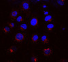 Immunocytochemistry/Immunofluorescence analysis using Mouse Anti-KDEL Receptor Monoclonal Antibody, Clone KR-10 (STMA00017). Tissue: NRK cells. Species: Rat. Primary Antibody: Mouse Anti-KDEL Receptor Monoclonal Antibody (STMA00017) at 1:1000. Secondary Antibody: APC Goat Anti-Mouse (red). Counterstain: DAPI (blue) nuclear stain. KR-10 staining red; DAPI staining blue. Merged images. Courtesy of: Institute of Mol. and Cell Bio, Singapore.