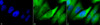 Immunocytochemistry/Immunofluorescence analysis using Mouse Anti-Hsp90 alpha/beta Monoclonal Antibody, Clone K41220A (STMA00019). Tissue: Cervical cancer cell line (HeLa). Species: Human. Fixation: 2% Formaldehyde for 20 min at RT. Primary Antibody: Mouse Anti-Hsp90 alpha/beta Monoclonal Antibody (STMA00019) at 1:100 for 12 hours at 4°C. Secondary Antibody: FITC Goat Anti-Mouse (green) at 1:200 for 2 hours at RT.