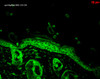 Immunohistochemistry analysis using Mouse Anti-Hsp90 alpha Monoclonal Antibody, Clone K41220A (STMA00019). Tissue: backskin. Species: Mouse. Fixation: Bouin's Fixative and paraffin-embedded. Primary Antibody: Mouse Anti-Hsp90 alpha Monoclonal Antibody (STMA00019) at 1:100 for 1 hour at RT. Secondary Antibody: FITC Goat Anti-Mouse (green) at 1:50 for 1 hour at RT. Localization: Epidermis.
