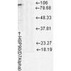 Western Blot analysis of Rat cell lysates showing detection of Hsp90 protein using Mouse Anti-Hsp90 Monoclonal Antibody, Clone D7Alpha (STMA00020). Load: 15 µg. Block: 1.5% BSA for 30 minutes at RT. Primary Antibody: Mouse Anti-Hsp90 Monoclonal Antibody (STMA00020) at 1:1000 for 2 hours at RT. Secondary Antibody: Sheep Anti-Mouse IgG: HRP for 1 hour at RT.