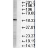 Western Blot analysis of Human Cervical cancer cell line (HeLa) lysate showing detection of FKBP51 protein using Mouse Anti-FKBP51 Monoclonal Antibody, Clone Hi51B (STMA00021). Load: 15 µg. Block: 1.5% BSA for 30 minutes at RT. Primary Antibody: Mouse Anti-FKBP51 Monoclonal Antibody (STMA00021) at 1:1000 for 2 hours at RT. Secondary Antibody: Sheep Anti-Mouse IgG: HRP for 1 hour at RT.
