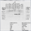 Western Blot analysis of Rat Brain, Heart, Kidney, Liver, Pancreas, Skeletal muscle, Spleen, Testes, Thymus cell lysates showing detection of FKBP52 protein using Mouse Anti-FKBP52 Monoclonal Antibody, Clone Hi52C (STMA00022). Load: 15 µg. Block: 1.5% BSA for 30 minutes at RT. Primary Antibody: Mouse Anti-FKBP52 Monoclonal Antibody (STMA00022) at 1.5 µg/mL for 2 hours at RT. Secondary Antibody: Sheep Anti-Mouse IgG: HRP for 1 hour at RT.