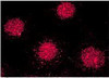 Immunocytochemistry/Immunofluorescence analysis using Mouse Anti-FKBP52 Monoclonal Antibody, Clone Hi52C (STMA00022). Tissue: MCF-7 cells (metastatic mammary gland/breast cell line). Species: Human. Primary Antibody: Mouse Anti-FKBP52 Monoclonal Antibody (STMA00022) at 1:1000. Secondary Antibody: APC Goat Anti-Mouse (red). Courtesy of: Tom Ratajczak, Univ. of W. Australia.