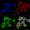 Immunocytochemistry/Immunofluorescence analysis using Mouse Anti-Alpha A Crystallin Monoclonal Antibody, Clone 1H3.B8 (STMA00025). Tissue: Neuroblastoma cell line (SK-N-BE). Species: Human. Fixation: 4% Formaldehyde for 15 min at RT. Primary Antibody: Mouse Anti-Alpha A Crystallin Monoclonal Antibody (STMA00025) at 1:100 for 60 min at RT. Secondary Antibody: Goat Anti-Mouse ATTO 488 at 1:100 for 60 min at RT.