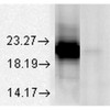 Western Blot analysis of Bovine tissue lysate showing detection of Alpha A Crystallin protein using Mouse Anti-Alpha A Crystallin Monoclonal Antibody, Clone 1H3.B8 (STMA00025). Load: 15 µg. Block: 1.5% BSA for 30 minutes at RT. Primary Antibody: Mouse Anti-Alpha A Crystallin Monoclonal Antibody (STMA00025) at 1:1000 for 2 hours at RT. Secondary Antibody: Sheep Anti-Mouse IgG: HRP for 1 hour at RT.