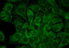Immunocytochemistry/Immunofluorescence analysis using Mouse Anti-Hsp90 alpha Monoclonal Antibody, Clone 2G5.G3 (STMA00027). Tissue: HaCaT cells. Species: Human. Fixation: Cold 100% methanol for 10 minutes at -20°C. Primary Antibody: Mouse Anti-Hsp90 alpha Monoclonal Antibody (STMA00027) at 1:100 for 1 hour at RT. Secondary Antibody: FITC Goat Anti-Mouse (green) at 1:50 for 1 hour at RT.