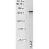 Western Blot analysis of Rat tissue lysate showing detection of Hsp90 alpha protein using Mouse Anti-Hsp90 alpha Monoclonal Antibody, Clone 2G5.G3 (STMA00027). Load: 15 µg. Block: 1.5% BSA for 30 minutes at RT. Primary Antibody: Mouse Anti-Hsp90 alpha Monoclonal Antibody (STMA00027) at 1:1000 for 2 hours at RT. Secondary Antibody: Sheep Anti-Mouse IgG: HRP for 1 hour at RT.