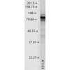 Western Blot analysis of Rat tissue lysate showing detection of Hsp90 protein using Mouse Anti-Hsp90 Monoclonal Antibody, Clone 4F3.E8 (STMA00028). Load: 15 µg. Block: 1.5% BSA for 30 minutes at RT. Primary Antibody: Mouse Anti-Hsp90 Monoclonal Antibody (STMA00028) at 1:1000 for 2 hours at RT. Secondary Antibody: Sheep Anti-Mouse IgG: HRP for 1 hour at RT.