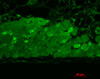 Immunohistochemistry analysis using Mouse Anti-Hsp90 Monoclonal Antibody, Clone 4F3.E8 (STMA00028). Tissue: muscle tissue. Species: Mouse. Fixation: Bouin's Fixative and paraffin-embedded. Primary Antibody: Mouse Anti-Hsp90 Monoclonal Antibody (STMA00028) at 1:1000 for 1 hour at RT. Secondary Antibody: FITC Goat Anti-Mouse (green) at 1:50 for 1 hour at RT.