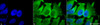 Immunocytochemistry/Immunofluorescence analysis using Mouse Anti-Hsc70 (Hsp73) Monoclonal Antibody, Clone 1F2-H5 (STMA00030). Tissue: Heat Shocked cervical cancer cells (HeLa). Species: Human. Fixation: 2% Formaldehyde for 20 min at RT. Primary Antibody: Mouse Anti-Hsc70 (Hsp73) Monoclonal Antibody (STMA00030) at 1:100 for 12 hours at 4°C. Secondary Antibody: FITC Goat Anti-Mouse (green) at 1:200 for 2 hours at RT.
