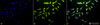 Immunocytochemistry/Immunofluorescence analysis using Mouse Anti-Hsc70 (Hsp73) Monoclonal Antibody, Clone 1F2-H5 (STMA00030). Tissue: Heat Shocked cervical cancer cells (HeLa). Species: Human. Fixation: 2% Formaldehyde for 20 min at RT. Primary Antibody: Mouse Anti-Hsc70 (Hsp73) Monoclonal Antibody (STMA00030) at 1:100 for 12 hours at 4°C. Secondary Antibody: R-PE Goat Anti-Mouse (yellow) at 1:200 for 2 hours at RT.