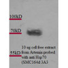 Western Blot analysis of Artemia franciscanna (brine shrimp) cell lysates showing detection of Hsp70 protein using Mouse Anti-Hsp70 Monoclonal Antibody, Clone 3A3 (STMA00039). Primary Antibody: Mouse Anti-Hsp70 Monoclonal Antibody (STMA00039) at 1:1000. Courtesy of: Alison King.