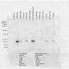 Western Blot analysis of Rat Brain, Heart, Kidney, Liver, Pancreas, Skeletal muscle, Spleen, Testes, Thymus cell lysates showing detection of Alpha B Crystallin protein using Mouse Anti-Alpha B Crystallin Monoclonal Antibody, Clone 3A10.C9 (STMA00040). Load: 15 µg. Block: 1.5% BSA for 30 minutes at RT. Primary Antibody: Mouse Anti-Alpha B Crystallin Monoclonal Antibody (STMA00040) at 1:50 for 2 hours at RT.