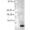 Western Blot analysis of Human Cell lysates showing detection of Ubiquitin protein using Mouse Anti-Ubiquitin Monoclonal Antibody, Clone 6C11-B3 (STMA00043). Load: 15 µg. Block: 1.5% BSA for 30 minutes at RT. Primary Antibody: Mouse Anti-Ubiquitin Monoclonal Antibody (STMA00043) at 1:1000 for 2 hours at RT. Secondary Antibody: Sheep Anti-Mouse IgG: HRP for 1 hour at RT.