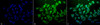 Immunocytochemistry/Immunofluorescence analysis using Mouse Anti-Ubiquitin Monoclonal Antibody, Clone 6C11-B3 (STMA00043). Tissue: Cervical cancer cell line (HeLa). Species: Human. Fixation: 2% Formaldehyde for 20 min at RT. Primary Antibody: Mouse Anti-Ubiquitin Monoclonal Antibody (STMA00043) at 1:100 for 12 hours at 4°C. Secondary Antibody: FITC Goat Anti-Mouse (green) at 1:200 for 2 hours at RT.