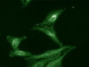 Immunocytochemistry/Immunofluorescence analysis using Rat Anti-Aha1 Monoclonal Antibody, Clone 25F2.D9 (STMA00044). Tissue: Cervical cancer cell line (HeLa). Species: Human. Primary Antibody: Rat Anti-Aha1 Monoclonal Antibody (STMA00044) at 1:1000. Secondary Antibody: FITC Goat Anti-Rat (green).