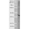 Western Blot analysis of Human Cell lysates showing detection of Aha1 protein using Rat Anti-Aha1 Monoclonal Antibody, Clone 25F2.D9 (STMA00044). Load: 15 µg. Block: 1.5% BSA for 30 minutes at RT. Primary Antibody: Rat Anti-Aha1 Monoclonal Antibody (STMA00044) at 1:1000 for 2 hours at RT. Secondary Antibody: Sheep Anti-Mouse IgG: HRP for 1 hour at RT.
