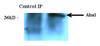 Immunoprecipitation analysis using Rat Anti-Aha1 Monoclonal Antibody, Clone 25F2.D10 (STMA00045). Tissue: HeLa cells. Species: Human. Primary Antibody: Rat Anti-Aha1 Monoclonal Antibody (STMA00045) at 1:1000.