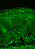 Immunohistochemistry analysis using Mouse Anti-Rhodopsin Monoclonal Antibody, Clone 1D4 (STMA00048). Tissue: backskin. Species: Mouse. Fixation: Bouin's Fixative and paraffin-embedded. Primary Antibody: Mouse Anti-Rhodopsin Monoclonal Antibody (STMA00048) at 1:100 for 1 hour at RT. Secondary Antibody: FITC Goat Anti-Mouse (green) at 1:50 for 1 hour at RT. Localization: Dull epidermal staining.