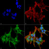 Immunocytochemistry/Immunofluorescence analysis using Mouse Anti-Piccolo Monoclonal Antibody, Clone 6H9-B6 (STMA00050). Tissue: Neuroblastoma cell line (SK-N-BE). Species: Human. Fixation: 4% Formaldehyde for 15 min at RT. Primary Antibody: Mouse Anti-Piccolo Monoclonal Antibody (STMA00050) at 1:100 for 60 min at RT. Secondary Antibody: Goat Anti-Mouse ATTO 488 at 1:100 for 60 min at RT.