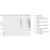 Western Blot analysis of Human HL 60 clone 15 eosinophils lysates showing detection of DMPO protein using Mouse Anti-DMPO Monoclonal Antibody, Clone N1664A (STMA00051). Primary Antibody: Mouse Anti-DMPO Monoclonal Antibody (STMA00051) at 1:200.