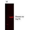 Western Blot analysis of Human cell lysates showing detection of GRP78 protein using Mouse Anti-GRP78 Monoclonal Antibody, Clone 1H11-1H7 (STMA00053). Primary Antibody: Mouse Anti-GRP78 Monoclonal Antibody (STMA00053) at 1:1000.