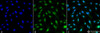 Immunocytochemistry/Immunofluorescence analysis using Mouse Anti-MDC1 Monoclonal Antibody, Clone P2B11 (STMA00055). Tissue: Fibroblast cell line (NIH 3T3). Species: Mouse. Fixation: 4% Formaldehyde for 15 min at RT. Primary Antibody: Mouse Anti-MDC1 Monoclonal Antibody (STMA00055) at 1:100 for 60 min at RT. Secondary Antibody: Goat Anti-Mouse ATTO 488 at 1:100 for 60 min at RT. Counterstain: DAPI (blue) nuclear stain at 1:5000 for 5 min RT.