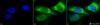 Immunocytochemistry/Immunofluorescence analysis using Mouse Anti-Hsp47 Monoclonal Antibody, Clone 1C4-1A6 (STMA00058). Tissue: Heat Shocked cervical cancer cells (HeLa). Species: Human. Fixation: 2% Formaldehyde for 20 min at RT. Primary Antibody: Mouse Anti-Hsp47 Monoclonal Antibody (STMA00058) at 1:100 for 12 hours at 4°C. Secondary Antibody: FITC Goat Anti-Mouse (green) at 1:200 for 2 hours at RT.