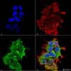 Immunocytochemistry/Immunofluorescence analysis using Mouse Anti-GRP170 Monoclonal Antibody, Clone 6E3-2C3 (STMA00067). Tissue: Neuroblastoma cell line (SK-N-BE). Species: Human. Fixation: 4% Formaldehyde for 15 min at RT. Primary Antibody: Mouse Anti-GRP170 Monoclonal Antibody (STMA00067) at 1:100 for 60 min at RT. Secondary Antibody: Goat Anti-Mouse ATTO 488 at 1:100 for 60 min at RT.