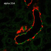 Immunohistochemistry analysis using Mouse Anti-ENaC alpha Monoclonal Antibody, Clone 2G4 (STMA00069). Tissue: Kidney. Species: Rat. Fixation: Paraffin-embedded formalin-fixed. Primary Antibody: Mouse Anti-ENaC alpha Monoclonal Antibody (STMA00069) at 1:100. Secondary Antibody: Goat Anti-Mouse ATTO 488 (green). Localization: Intercalated cells. Aquaporin 2 Antibody staining in red.