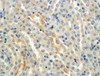 Immunohistochemistry analysis using Mouse Anti-ENaC alpha Monoclonal Antibody, Clone 2G4 (STMA00069). Tissue: Kidney (cortex). Species: Mouse. Primary Antibody: Mouse Anti-ENaC alpha Monoclonal Antibody (STMA00069) at 1:150. Localization: Collecting duct principal cells. Magnification: 60X.