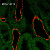 Immunohistochemistry analysis using Mouse Anti-ENaC alpha Monoclonal Antibody, Clone 14E10 (STMA00071). Tissue: Kidney. Species: Rat. Fixation: Paraffin-embedded formalin-fixed. Primary Antibody: Mouse Anti-ENaC alpha Monoclonal Antibody (STMA00071) at 1:100. Secondary Antibody: Goat Anti-Mouse ATTO 488 (green). Localization: Intercalated cells. Aquaporin 2 Antibody staining in red.