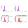 Fluorescence-activated cell sorting analysis using Mouse Anti-HSP70 Monoclonal Antibody, Clone 1H11 (STMA00072). Tissue: HCT116 and HK2 cells. Species: Human. Primary Antibody: Mouse Anti-HSP70 Monoclonal Antibody (STMA00072) at 1:100 for 90 min at 4°C. Counterstain: Propidium Iodide nuclear stain. (A) HK2 cells unstained. (B) HK2 cells and HSP70 Antibody. (C) HCT116 cells unstained. (D) HCT116 cells and HSP70 Antibody.