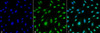 Immunocytochemistry/Immunofluorescence analysis using Mouse Anti-HO-1 (Rat) Monoclonal Antibody, Clone 6B8-2F2 (STMA00068). Tissue: Fibroblast cell line (NIH 3T3). Species: Mouse. Fixation: 4% Formaldehyde for 15 min at RT. Primary Antibody: Mouse Anti-HO-1 (Rat) Monoclonal Antibody (STMA00068) at 1:100 for 60 min at RT. Secondary Antibody: Goat Anti-Mouse ATTO 488 at 1:100 for 60 min at RT.