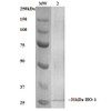 Western Blot analysis of Human, Mouse, Rat Rat Kidney Lysate showing detection of ~31 kDa HO-1 protein using Mouse Anti-HO-1 Monoclonal Antibody, Clone 6B8-2F2 (STMA00068). Lane 1: MW Ladder. Lane 2: Rat Kidney Lysate. Block: 5% milk + TBST for 1 hour at RT. Primary Antibody: Mouse Anti-HO-1 Monoclonal Antibody (STMA00068) at 1:1000 for 1 hour at RT. Secondary Antibody: HRP Goat Anti-Mouse at 1:50 for 1 hour at RT.