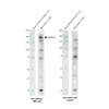 Western Blot analysis with Anti-Cav1.2 Antibody [S57] (STMA00080) showing detection of Cav1.2 in mouse brain lysate (Novus NB820-59657) heated at 60°C for 10 minutes. Mouse Cav1.2 protein (UniProt Q01815) has a predicted molecular weight of ~240 kDa. Block: 2% skim milk + 2% BSA. Primary Antibody: Mouse Anti-Rabbit Cav1.2 Monoclonal IgG1 (STMA00080) at 1:1000 for 2 hours at RT.
