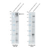 Western Blot analysis with Anti-Cav1.2 Antibody [S57] (STMA00080) showing detection of Cav1.2 in rat brain membrane lysate (prepared in-house) heated at 37°C for 10 minutes. Rat Cav1.2 protein (UniProt P22002) has a predicted molecular weight of ~243 kDa. Block: 2% skim milk + 2% BSA. Primary Antibody: Mouse Anti-Rabbit Cav1.2 Monoclonal IgG1 (STMA00080) at 1:1000 for 2 hours at RT.