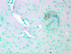 Immunohistochemistry analysis using Mouse Anti-CaV1.2 Calcium channel Monoclonal Antibody, Clone S57 (STMA00080). Tissue: Brain Tissue. Species: Mouse. Fixation: Formalin. Primary Antibody: Mouse Anti-CaV1.2 Calcium channel Monoclonal Antibody (STMA00080) at 1:10000 for 12 hours at 4°C. Secondary Antibody: Biotin Goat Anti-Mouse at 1:2000 for 1 hour at RT. Counterstain: Mayer Hematoxylin (purple/blue) nuclear stain at 200 µl for 2 minutes at RT.