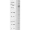 Western Blot analysis of Rat brain membrane lysate showing detection of HCN1 protein using Mouse Anti-HCN1 Monoclonal Antibody, Clone S70 (STMA00083). Load: 15 µg. Block: 1.5% BSA for 30 minutes at RT. Primary Antibody: Mouse Anti-HCN1 Monoclonal Antibody (STMA00083) at 1:1000 for 2 hours at RT. Secondary Antibody: Sheep Anti-Mouse IgG: HRP for 1 hour at RT.