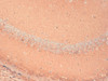 Immunohistochemistry analysis using Mouse Anti-HCN1 Monoclonal Antibody, Clone S70 (STMA00083). Tissue: Frozen brain section. Species: Mouse. Fixation: 10% Formalin Solution for 12-24 hours at RT. Primary Antibody: Mouse Anti-HCN1 Monoclonal Antibody (STMA00083) at 1:1000 for 1 hour at RT. Secondary Antibody: HRP/DAB Detection System: Biotinylated Goat Anti-Mouse, Streptavidin Peroxidase, DAB Chromogen (brown) for 30 minutes at RT.