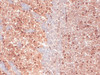 Immunohistochemistry analysis using Mouse Anti-HCN1 Monoclonal Antibody, Clone S70 (STMA00083). Tissue: Frozen brain section. Species: Mouse. Fixation: 10% Formalin Solution for 12-24 hours at RT. Primary Antibody: Mouse Anti-HCN1 Monoclonal Antibody (STMA00083) at 1:1000 for 1 hour at RT. Secondary Antibody: HRP/DAB Detection System: Biotinylated Goat Anti-Mouse, Streptavidin Peroxidase, DAB Chromogen (brown) for 30 minutes at RT.