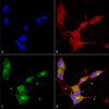 Immunocytochemistry/Immunofluorescence analysis using Mouse Anti-KCNQ4 Monoclonal Antibody, Clone N43/6 (STMA00086). Tissue: Neuroblastoma cells (SH-SY5Y). Species: Human. Fixation: 4% PFA for 15 min. Primary Antibody: Mouse Anti-KCNQ4 Monoclonal Antibody (STMA00086) at 1:100 for overnight at 4°C with slow rocking. Secondary Antibody: AlexaFluor 488 at 1:1000 for 1 hour at RT.