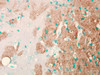 Immunohistochemistry analysis using Mouse Anti-Nav1.7 Sodium Channel Monoclonal Antibody, Clone N68/6 (STMA00088). Tissue: Brain Slice. Species: Mouse. Fixation: Frozen sections. Primary Antibody: Mouse Anti-Nav1.7 Sodium Channel Monoclonal Antibody (STMA00088) at 1:1000. Secondary Antibody: HRP/DAB Detection System: Biotinylated Goat Anti-Mouse, Streptavidin Peroxidase, DAB Chromogen (brown).