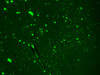 Immunohistochemistry analysis using Mouse Anti-Nav1.7 Sodium Channel Monoclonal Antibody, Clone N68/6 (STMA00088). Tissue: hippocampus. Species: Human. Fixation: Bouin's Fixative and paraffin-embedded. Primary Antibody: Mouse Anti-Nav1.7 Sodium Channel Monoclonal Antibody (STMA00088) at 1:1000 for 1 hour at RT. Secondary Antibody: FITC Goat Anti-Mouse (green) at 1:50 for 1 hour at RT.